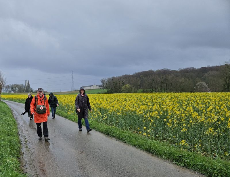 Randonnée joëlettes à Feluy