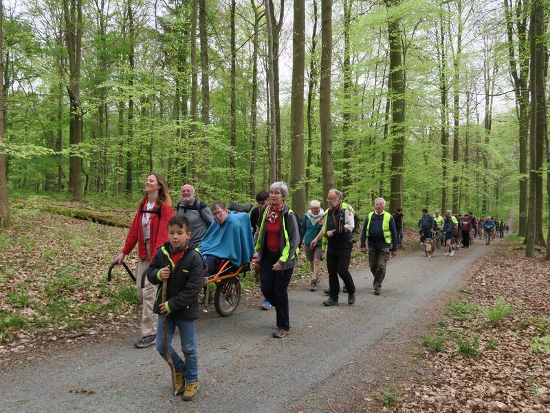 Randonnée joëlettes à Groenendaal