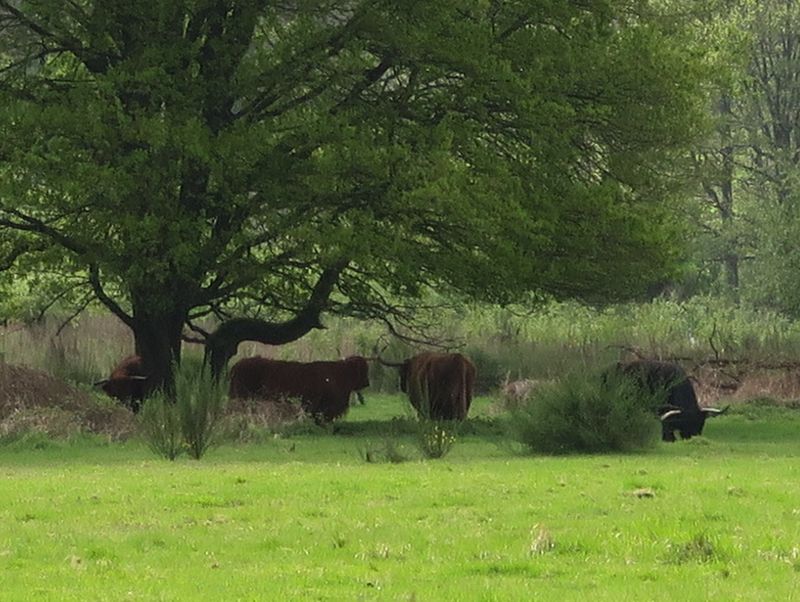 Randonnée joëlettes à Groenendaal