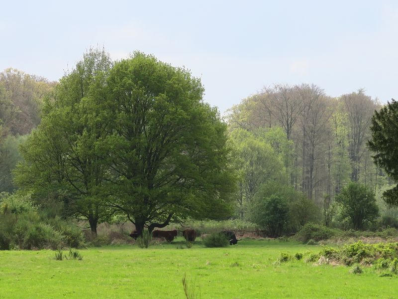 Randonnée joëlettes à Groenendaal