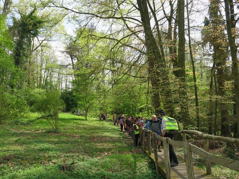 Randonnée joëlettes à Groenendaal