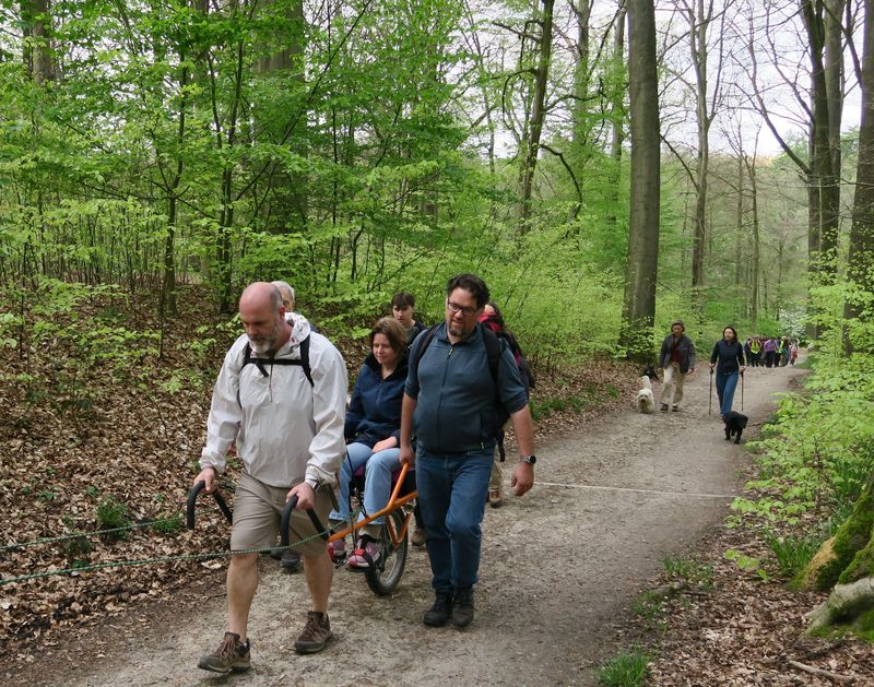 Randonnée joëlettes à Groenendaal